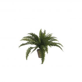 Pianta Felce in vaso