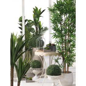 Pianta Bamboo con 2500 foglie in vaso