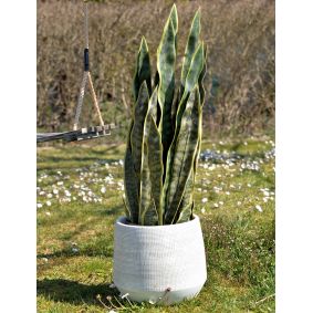 Pianta Sansevieria in vaso