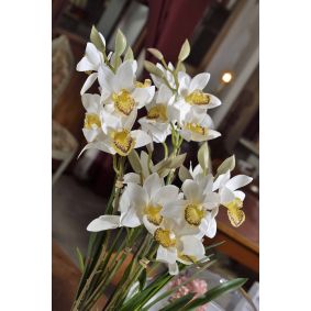 Cymbidium con vaso in ceramica