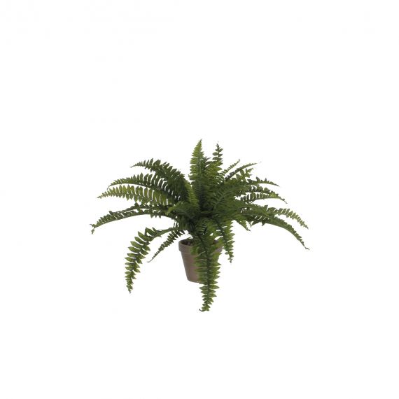 Pianta Felce in vaso