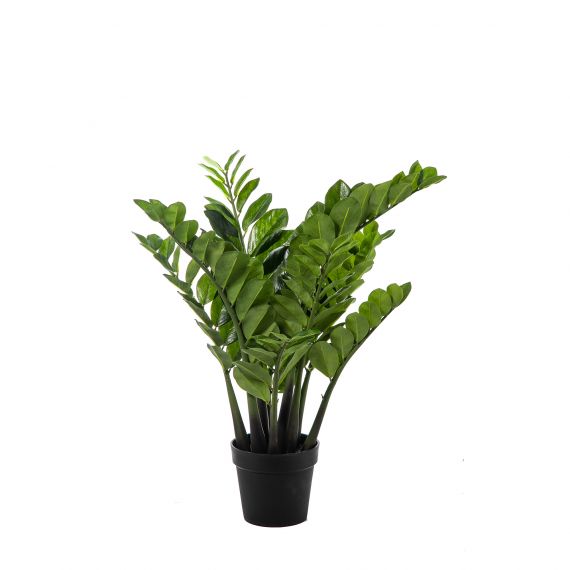 Pianta Zamifolia con 158 foglie in vaso