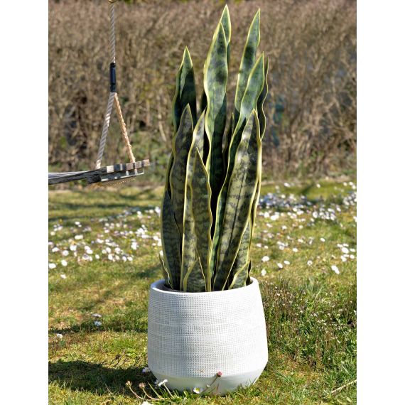 Pianta Sansevieria in vaso