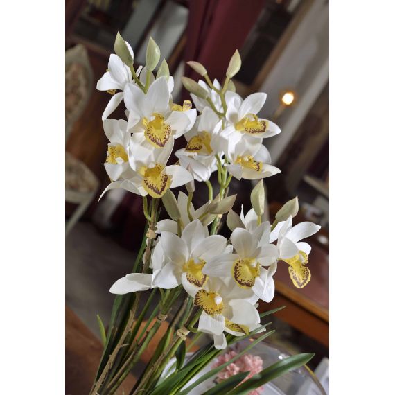 Cymbidium con vaso in ceramica