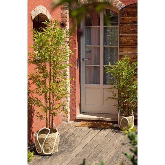 Pianta Bamboo con 2500 foglie in vaso