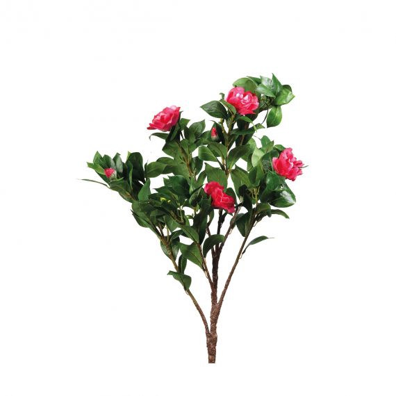 Camelia rosa con fiori e bocci
